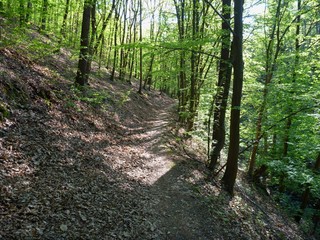 Fototapeta na wymiar hiking trail in the green wood