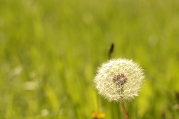Green desktop background, background with fluffy dandelion