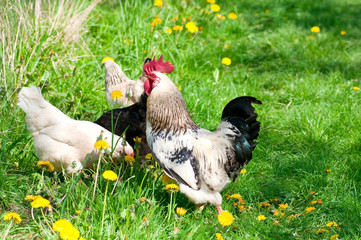 Hens and rooster