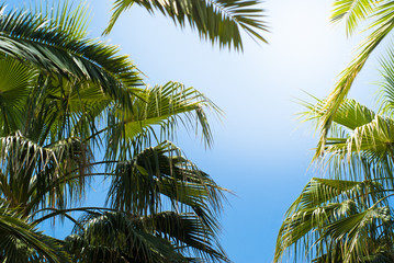 Fototapeta premium Palm trees leaves against the sky
