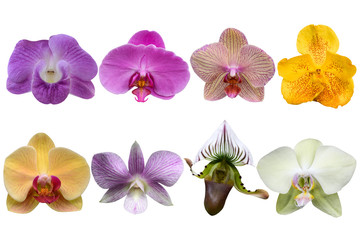 Collection of orchid flower isolated on white