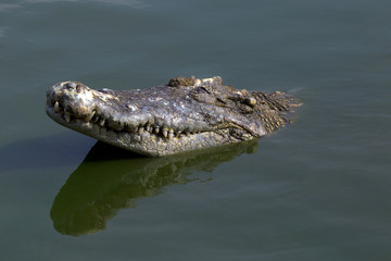 Crocodile peeking out of the water.