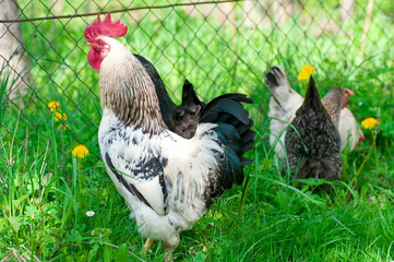 Hens and rooster