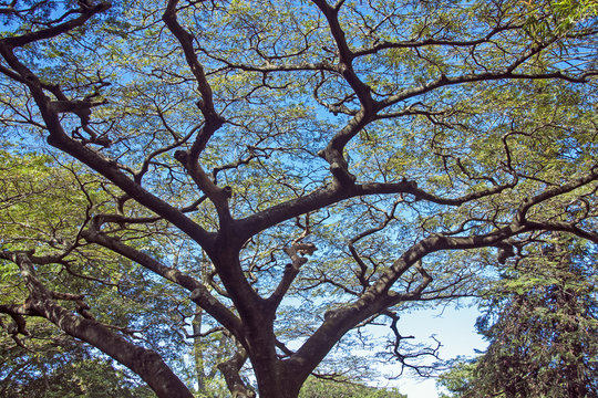 Underview of Branches and Colored Leaves Against Blue Sky