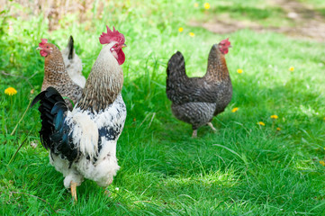 Hens and rooster