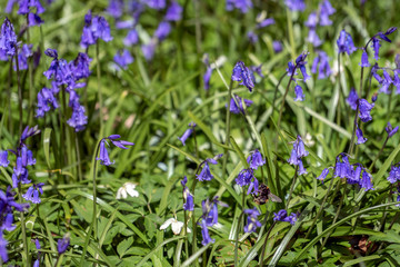 Sussex Bluebells