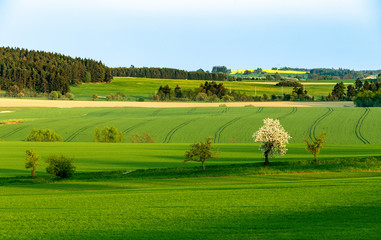 Beautiful green sping rural landscape