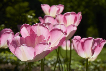 Obraz premium Rosa Tulpen