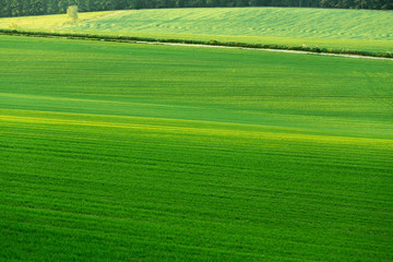 Beautiful green sping rural landscape