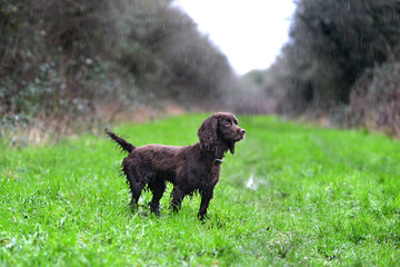 wet cocker