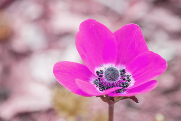 Closeup beautiful pink flower on blurred background