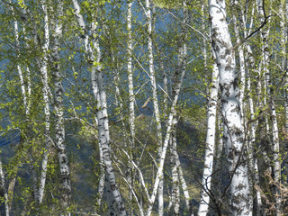 Берёзы у озера