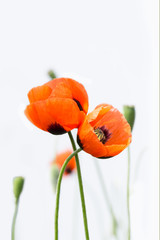 closeup two blossoming red poppies on white background. love concept.soft focus, shallow DOF. vertical composition