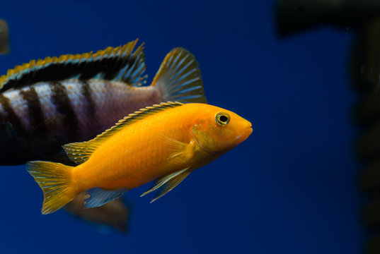 aquarium fish labidochromis yellow