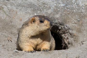 Funny marmot in nature. Ladakh, India