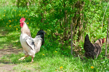 Hen and rooster