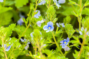 veronica flower