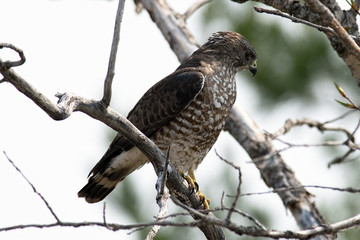 Merlin Hawk sitting on a branch.