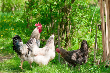 Hens and rooster