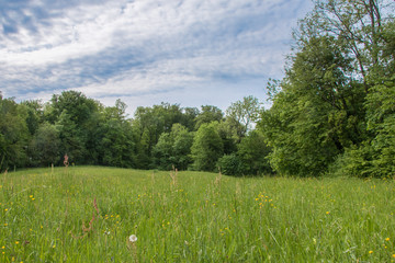 Grüne Sommerwiese mit blauem Himmel, niemand