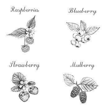 Blueberries, raspberries, strawberries and mulberries vector ill