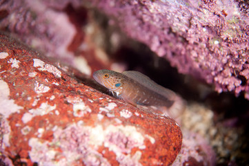 Little fish Bathymaster Derjugini (Blackspot ronquil) relaxing on the rock in the deep of Japan Sea