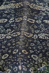 the texture of life Monitor lizard skin