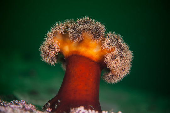 Underwater natural composition. Actinia (anemone) in the deep of Japan sea