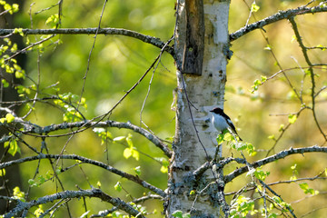 European pied flycatcher