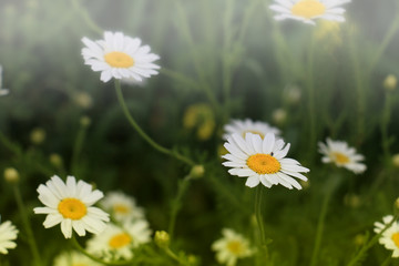 Fototapeta premium Daisy white flower