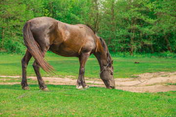 Obraz premium brown horse in a forest