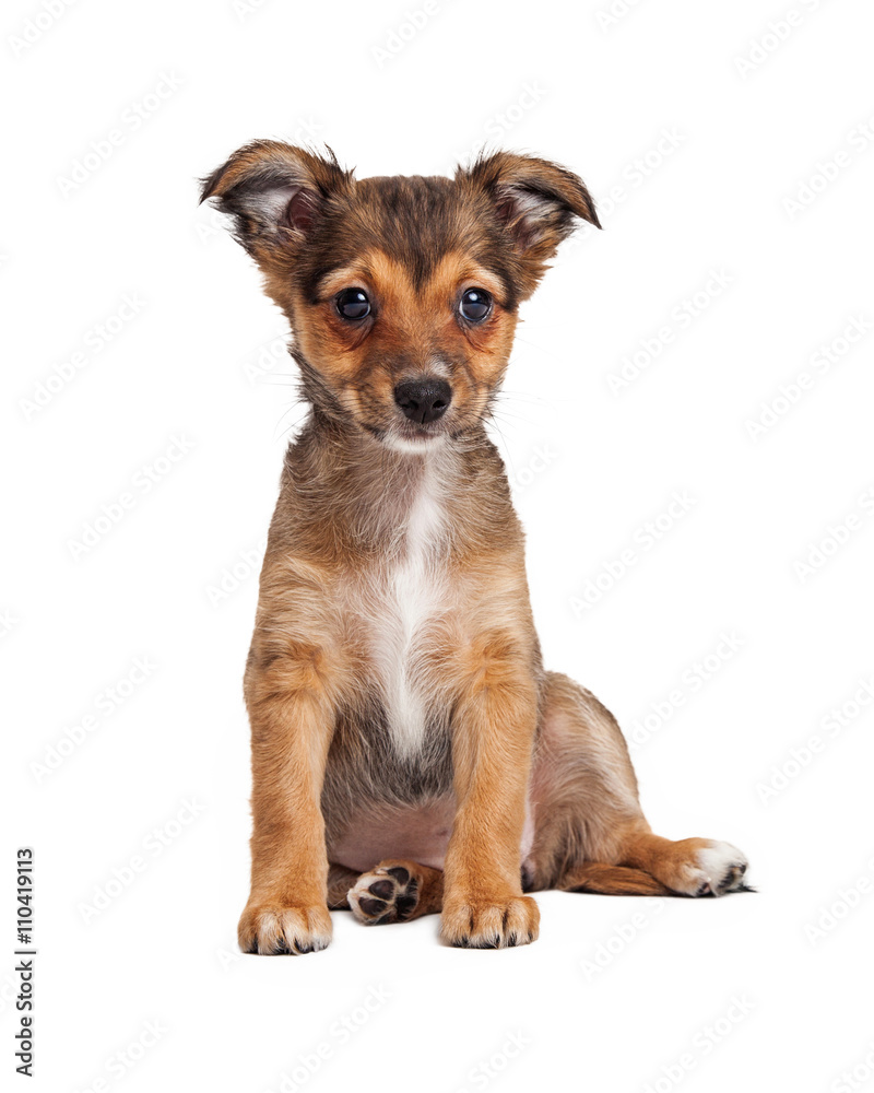 Wall mural Terrier Crossbreed Puppy Sitting