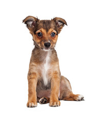 Terrier Crossbreed Puppy Sitting