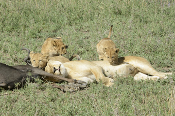 Lioness (Panthera leo) bringing cubs to a just caught wildebeest (Connochaetes taurinus), Serengeti national park, Tanzania.