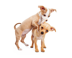 Two puppies playing on white background