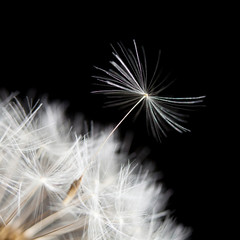 Dandelion seed macro image close up