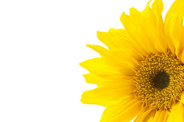 cropped image of a sunflower