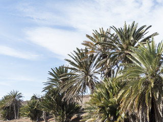 Fototapeta na wymiar Canary Palm Trees in the dessert of the islands.