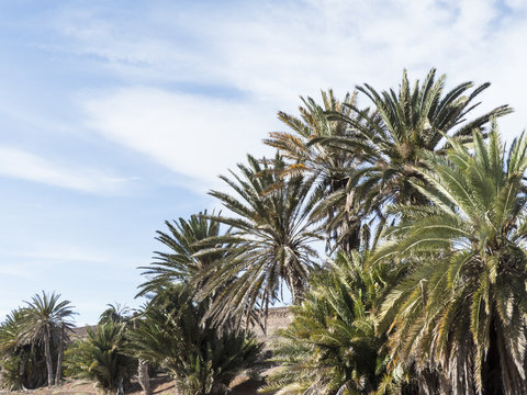 Canary Palm Trees in the dessert of the islands.