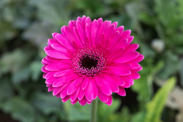 Pink flower blooming in the garden