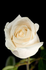 wet white rose.