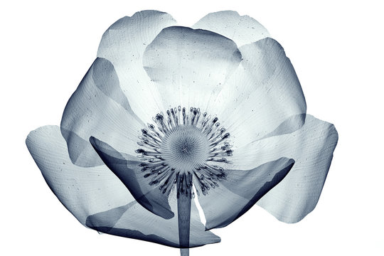 x-ray image of a flower isolated on white , the poppy Papaver