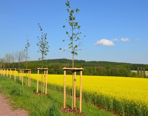 Fototapeta premium Junge Bäume am Feldrand eines blühenden Rapsfeldes