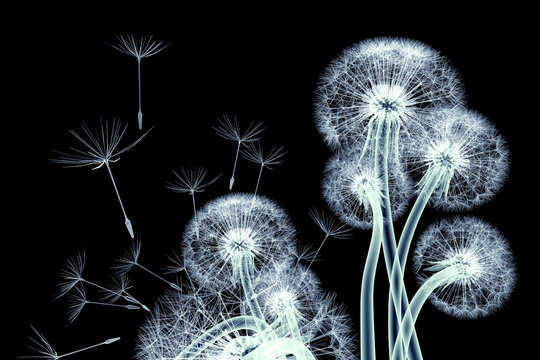 Fototapeta zdjęcie rentgenowskie kwiatu na czarnym tle, dandel Taraxacum