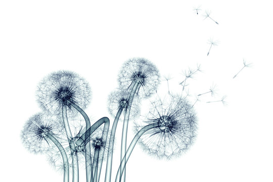 Fototapeta x-ray image of a flower isolated on white , the Taraxacum dandel