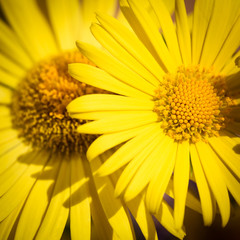 Yellow camomiles close up