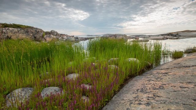 Stockholm archipelago, Sweden. Typical flowers and grass for the archipelago.