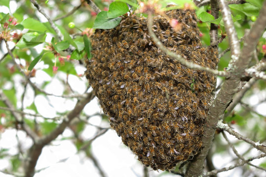 Close up honeybee swarm hanging at tree in the nature.