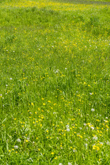 meadow at springtime