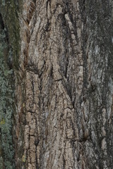 texture of tree bark
